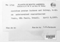 Aecidium pratae image